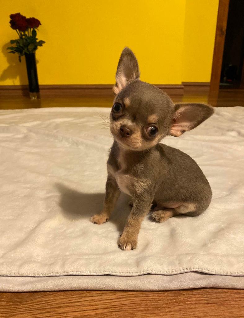 rottweiler puppies for rehoming